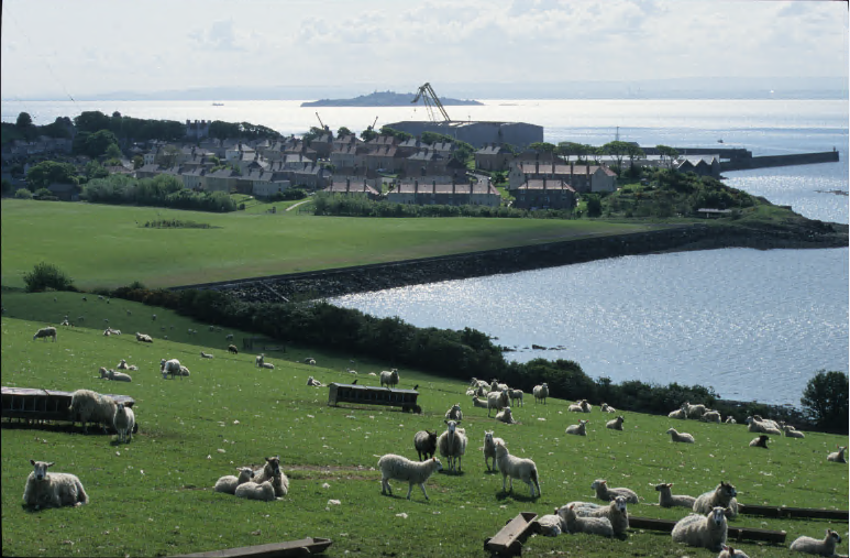sheep in foreground with fife coast to the right and houses in background