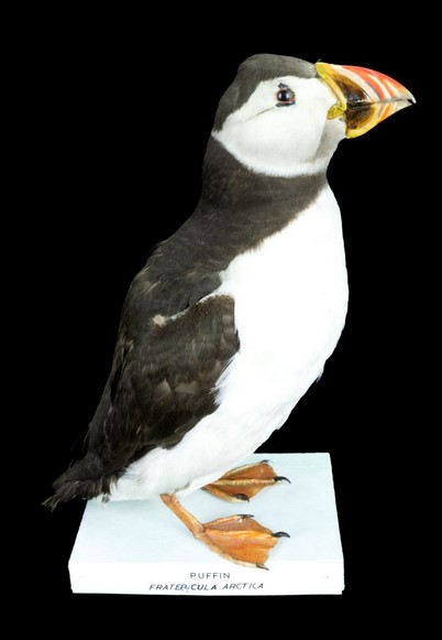 A puffin, stood side on facing right. The puffin's body is black and white and it has a yellow and red beak.
